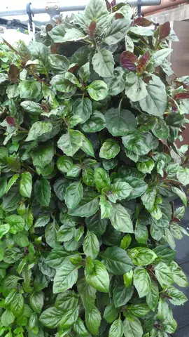 hydrolush hydroponics crops 005