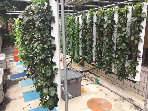 hydrolush hydroponics method vertical 02